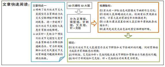 针灸足三里对佐剂性关节炎模型大鼠胃肠动力的调节作用