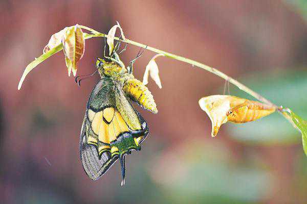 全国首次！“蝶中皇后”化蝶和产卵全程被记录