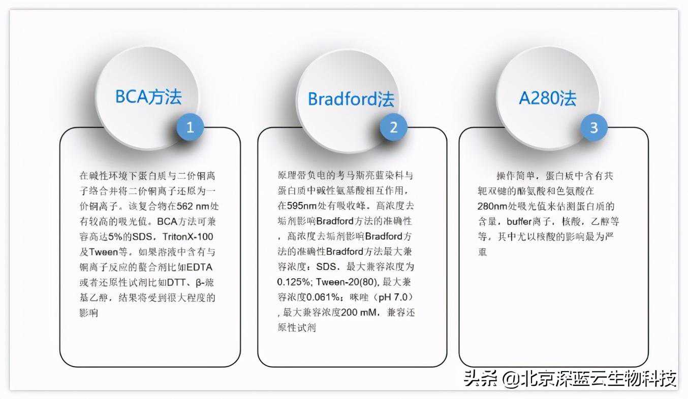 你想知道的荧光定量Western上样量解答来啦