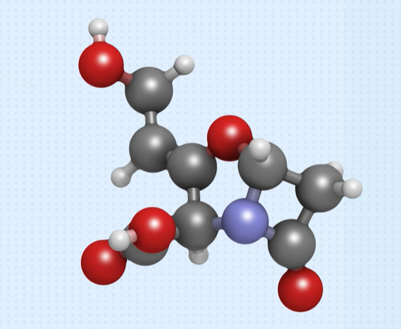 蛋白酶的分类与性质
