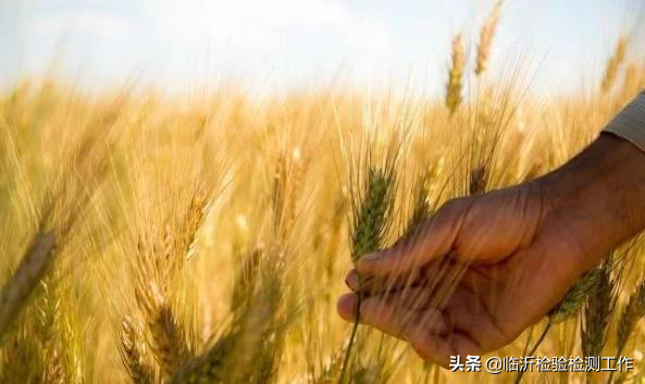 科普小知识：谷物容重器