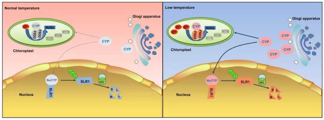 研究人员发现CYP变体协调水稻的耐冷性与生长发育