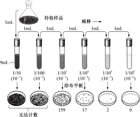 水中细菌总数及大肠菌群的测定——万融实验