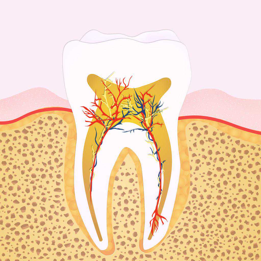 牙釉质结构特点有哪些？