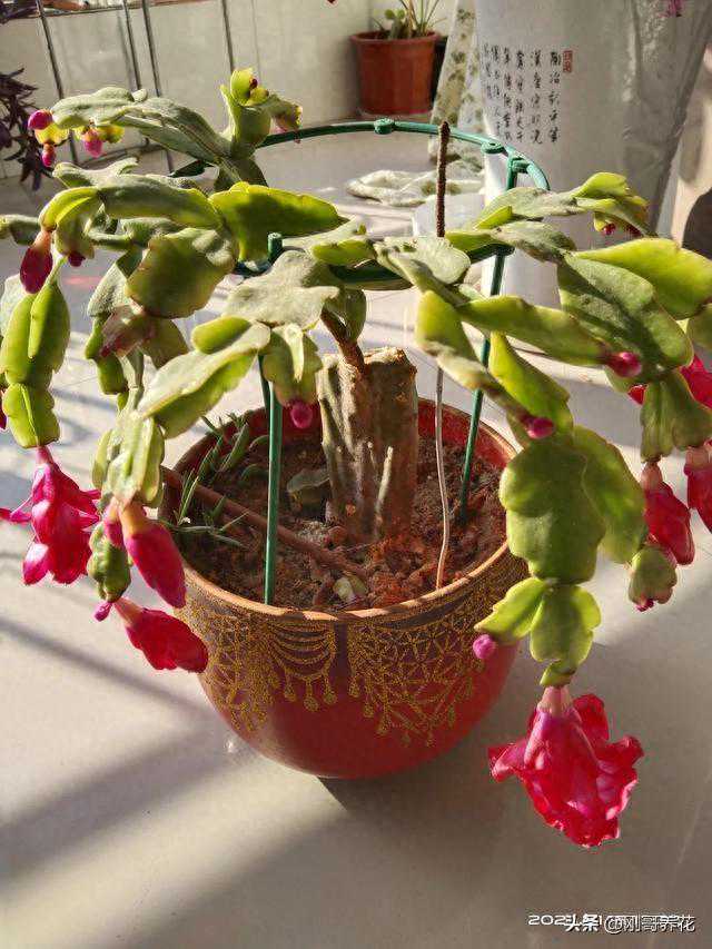 刚哥养花经验分享，嫁接的蟹爪兰长偏了怎么办？