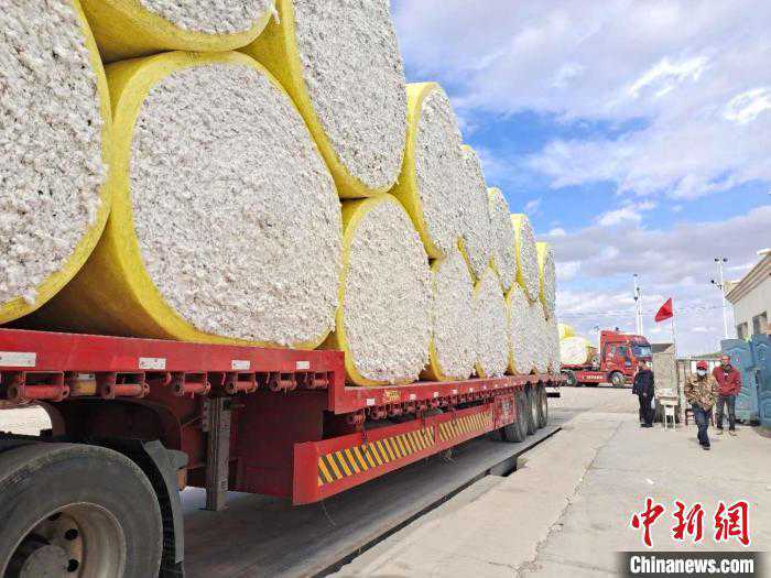 收购价10.5元！新疆兵团高纬度植棉区交售忙