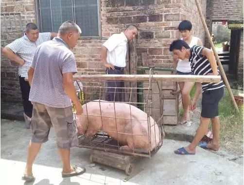 如何知道您卖猪的电子磅是否被人遥控了？教你如何破解