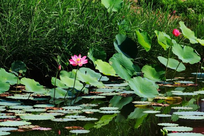 如何测定池水的溶氧量？