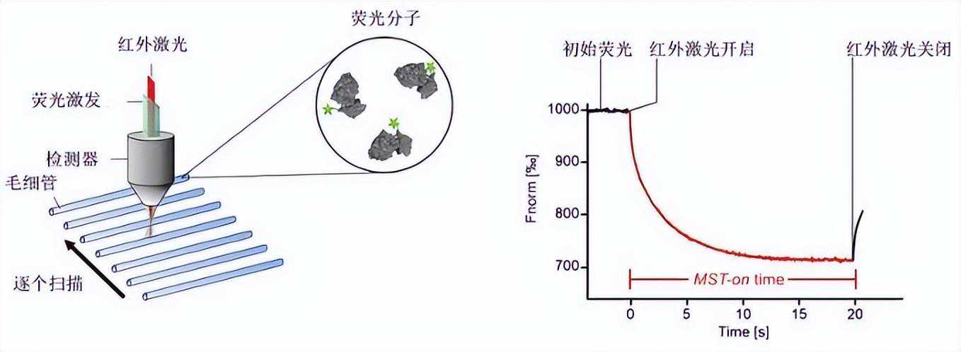 微量热泳动（MST），助力分子间相互作用分析