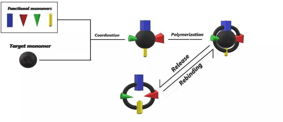 磁离子印迹技术：实现元素形态的精确分离分析
