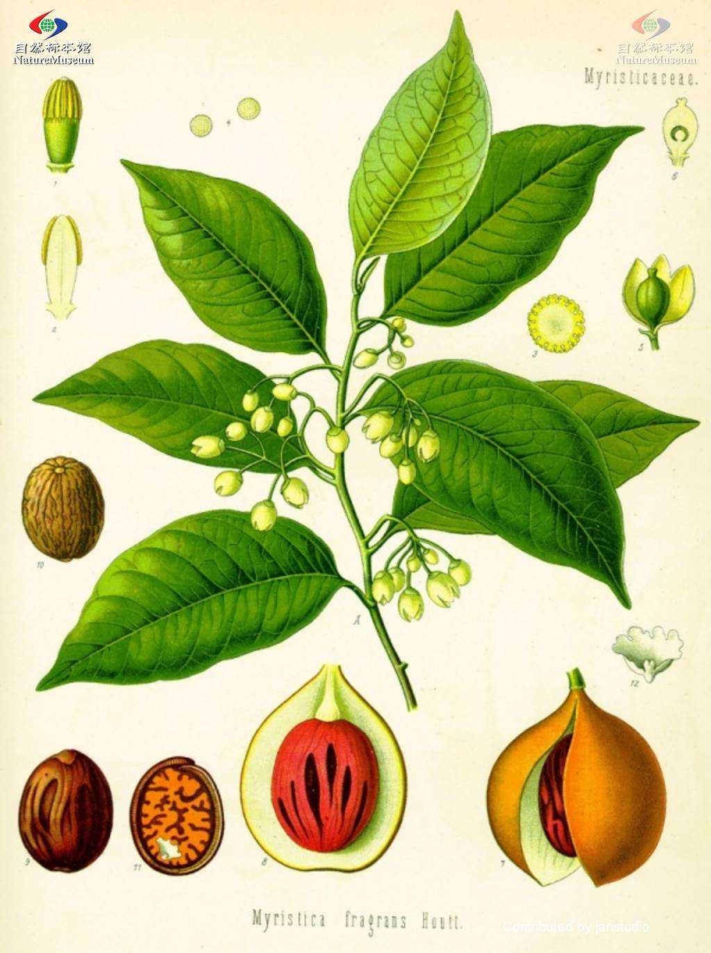 【研究进展】肉豆蔻的药理作用及质量标志物