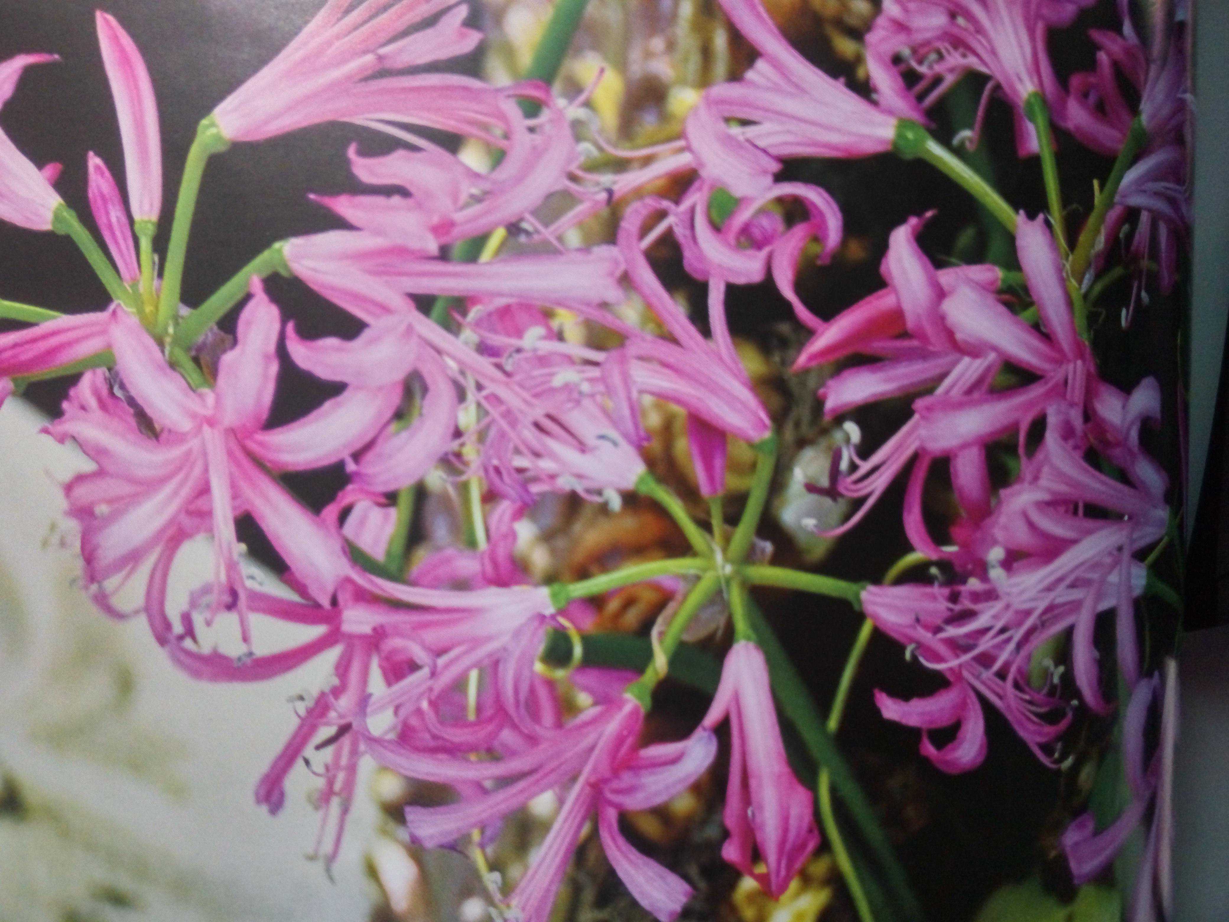 峡谷之花！盆栽尼润石蒜