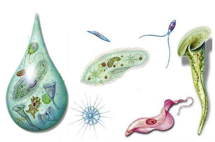 什么是微型底栖动物？一起来认识它们→