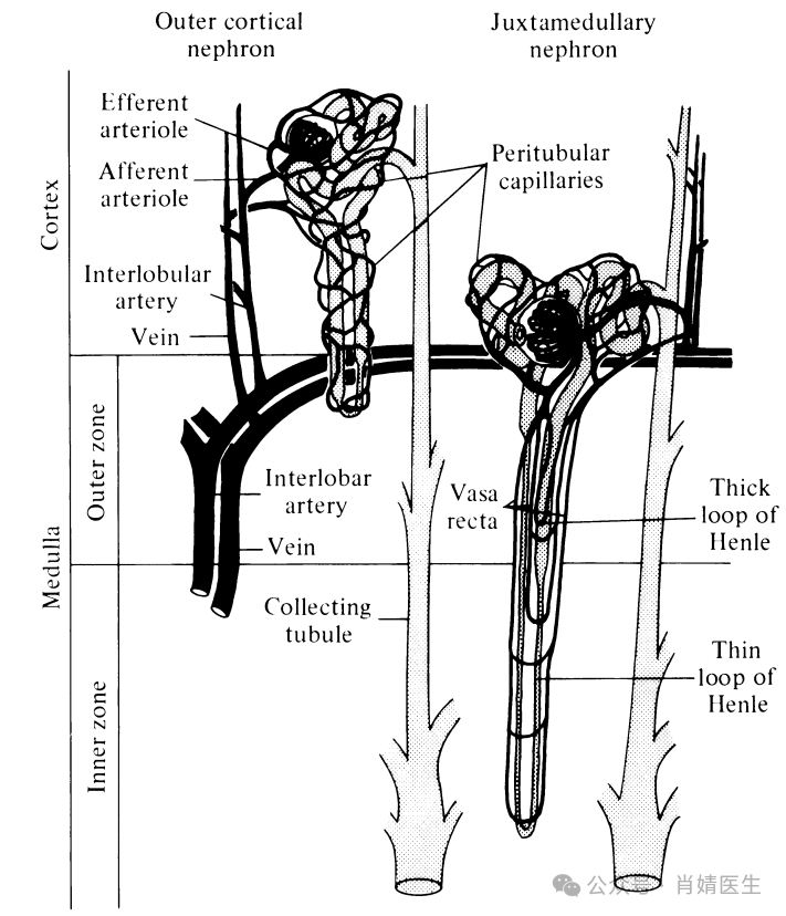 肾脏生理基础知识——肾循环与肾小球滤过率（1）