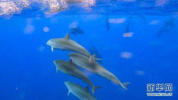 科研人员在南海记录短肢领航鲸与弗氏海豚混游现象