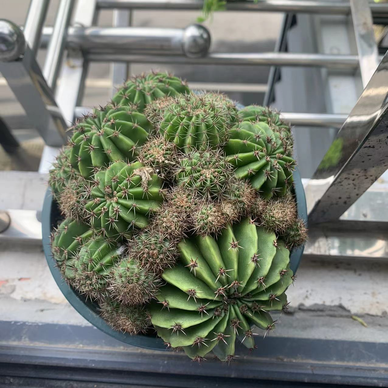 植物怎么喝水 ？揭秘植物的水分吸收过程