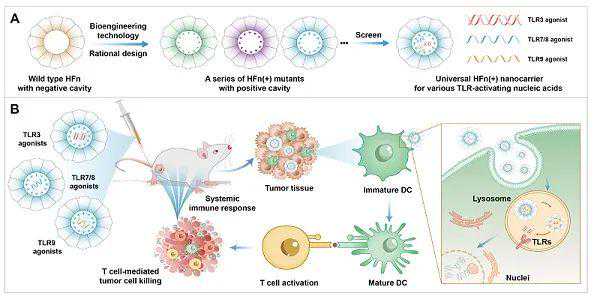 铁蛋白-核酸递送系统增强肿瘤免疫治疗研究取得进展