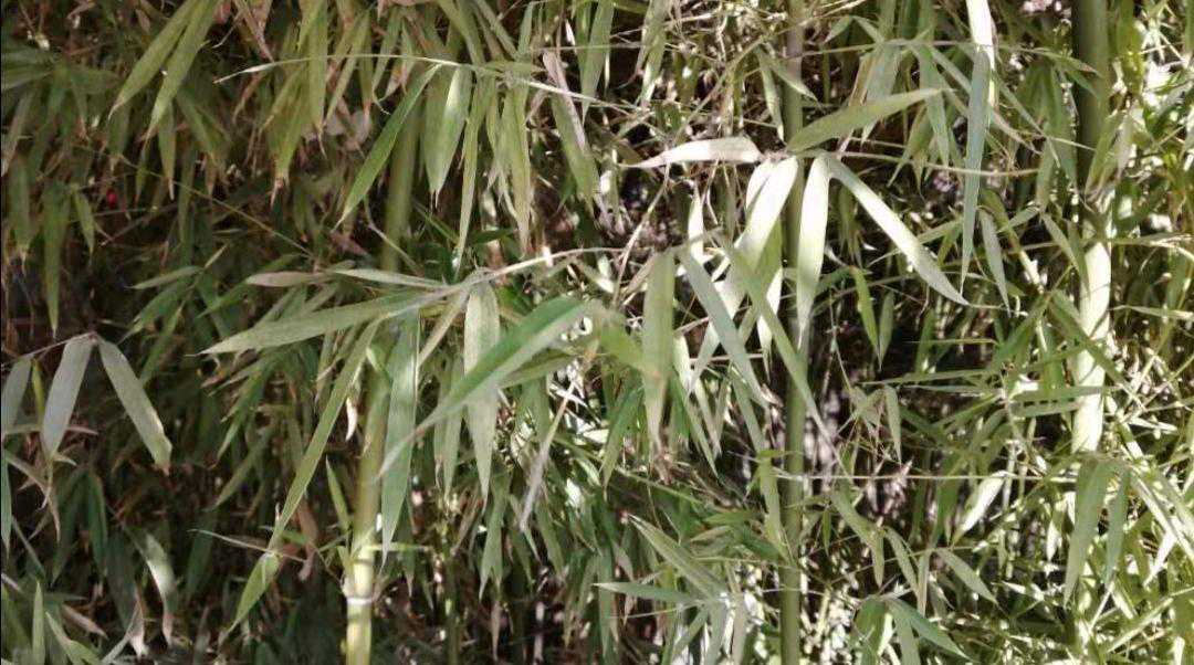 打拳需要技术全面，“叠领之力”，使你获得提升