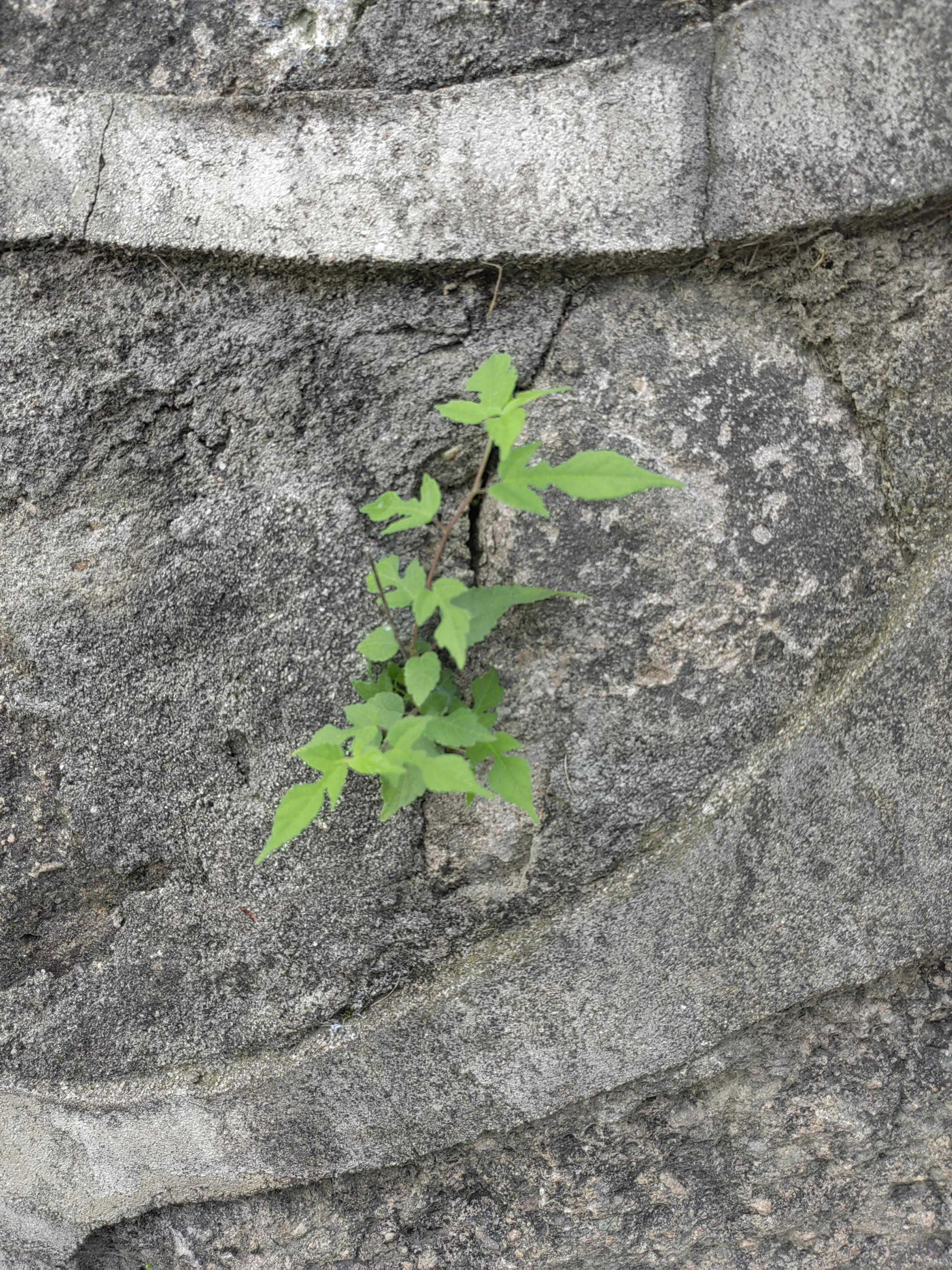 弱者发怒，挥刀向更弱者；强者发怒，挥刀向更强者