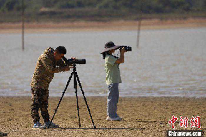 大批候鸟飞抵鄱阳湖：观鸟游走热 护鸟入人心