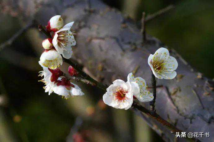 梅花型别欣赏 一