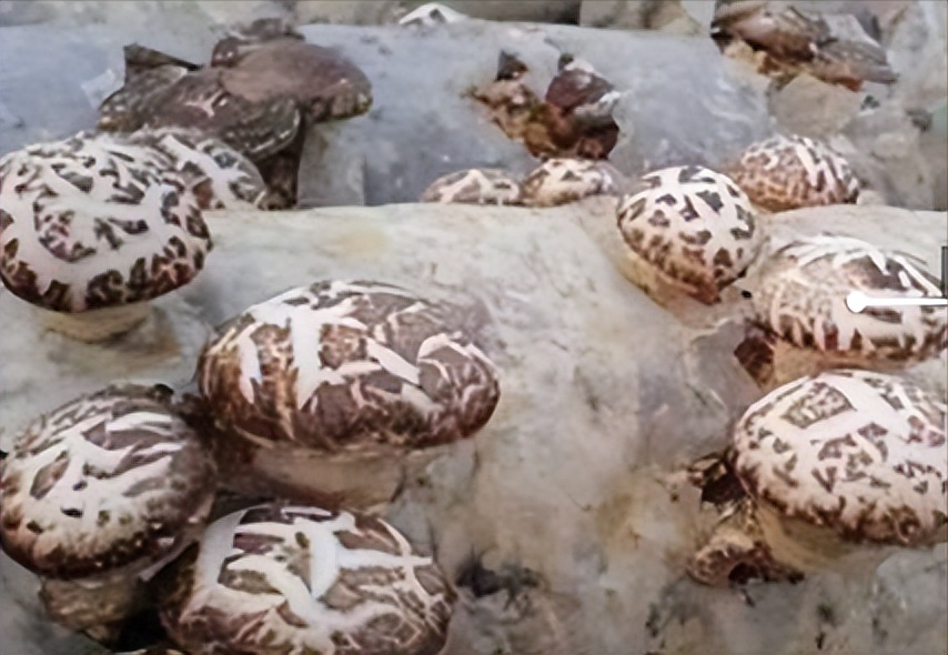 蘑菇副产品不同蛋白提取工艺的比较研究