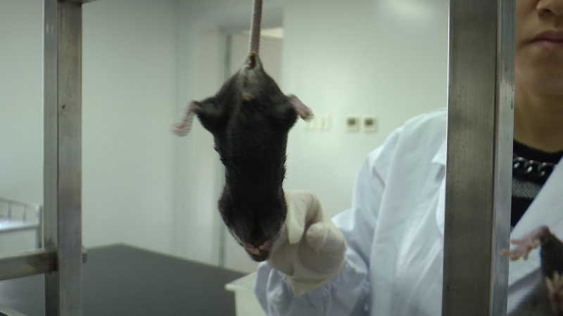 当心！小鼠“悬尾”实验：持续精神压力或致卵巢早衰