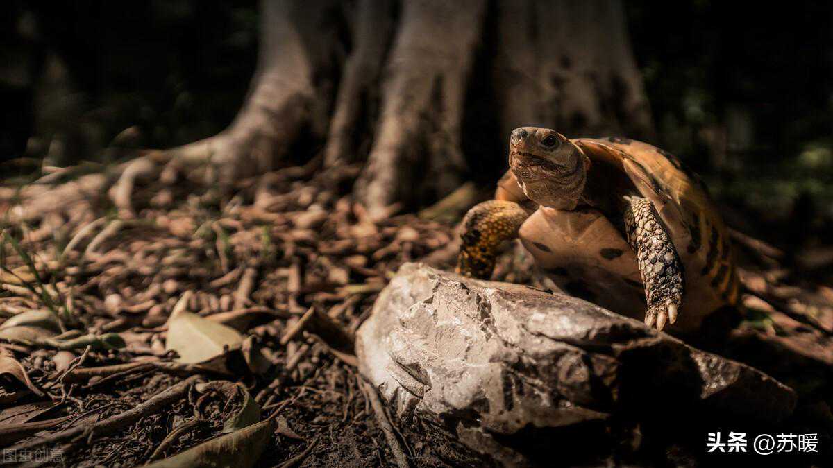 冬季养龟加温设备：恒温箱的挑选建议