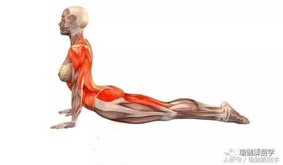 每周一式：上犬式