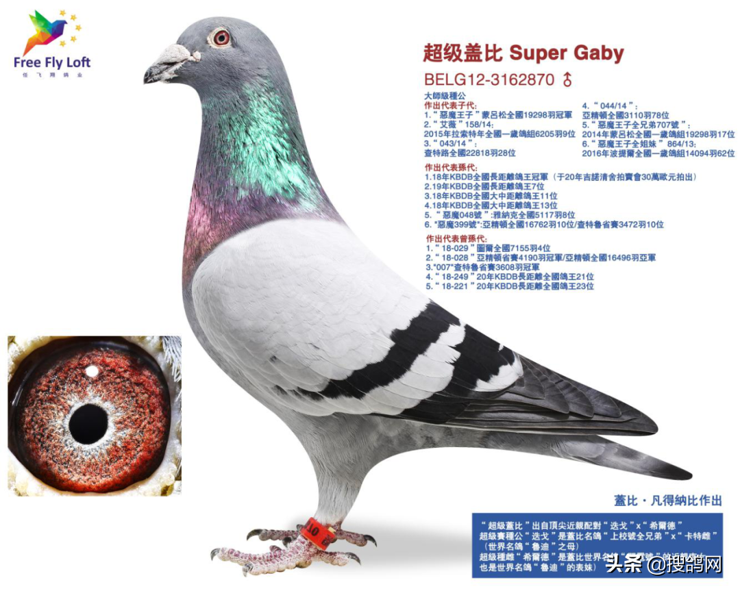 「名鸽」盖比世界级传奇种公“超级盖比”的诞生