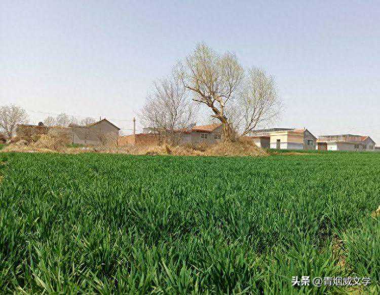 清明节寄怀（外四首）