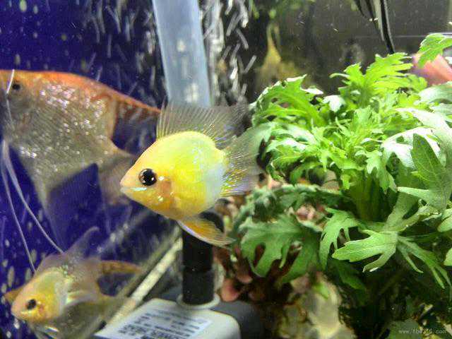 在晚上停掉过滤器或者氧气泵其中一样，选择哪样为好？