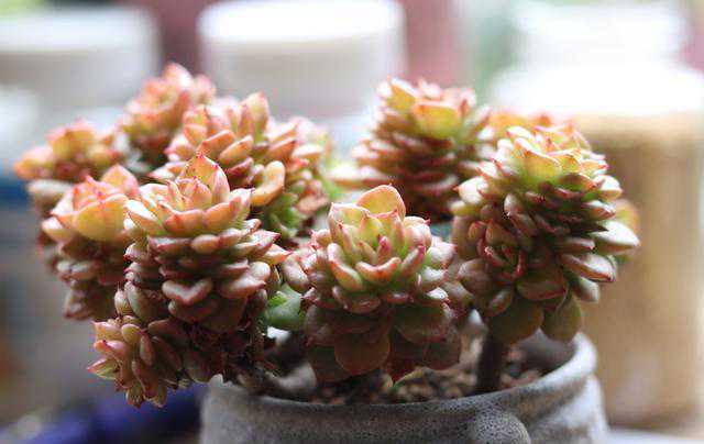 给多肉浇水别“乱来”，用对“方法”，养出多肉才漂亮