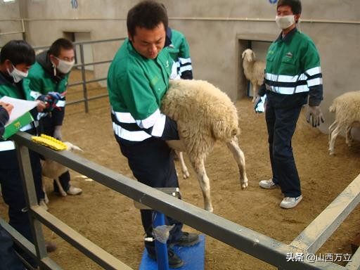 大型牲畜称重-如何做到便捷、准确？