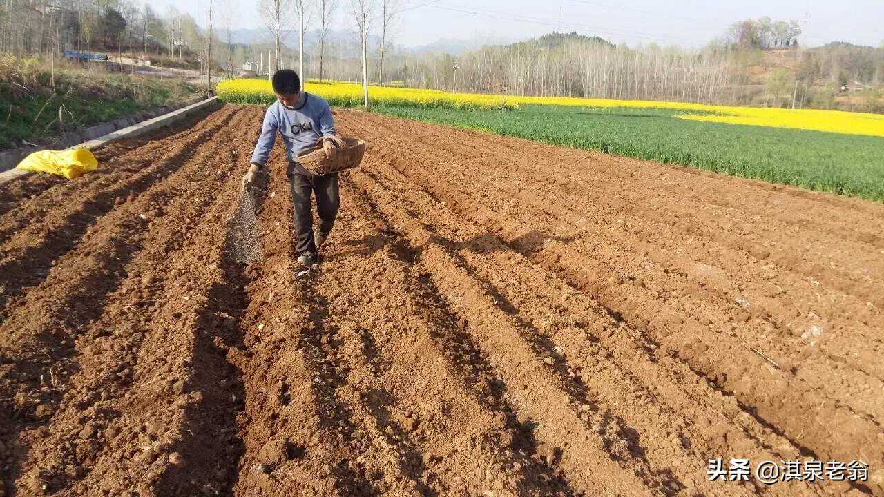 尿素、复合肥雨后撒施不可取，我告诉你正确的施用方法